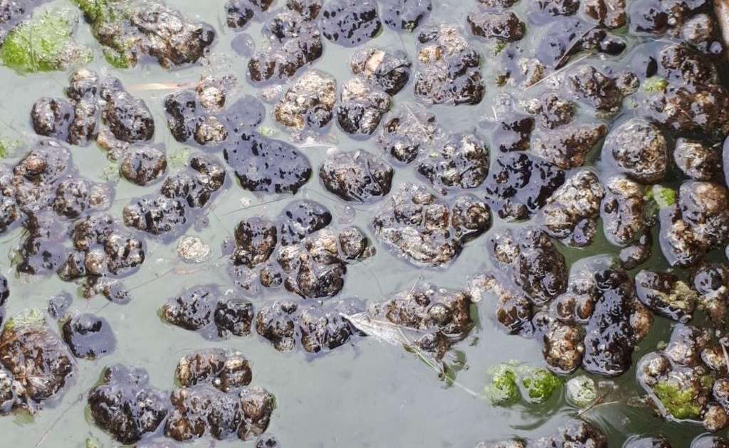 202007_cyano_Onnens_porchet4