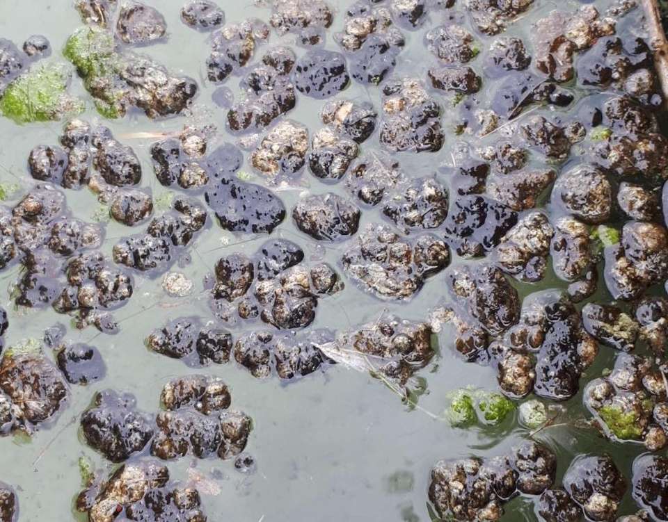 202007_cyano_Onnens_porchet4