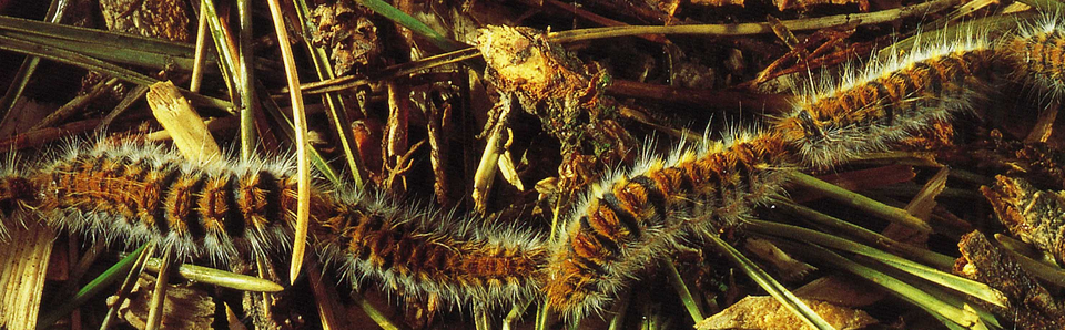 Chenille processionnaire