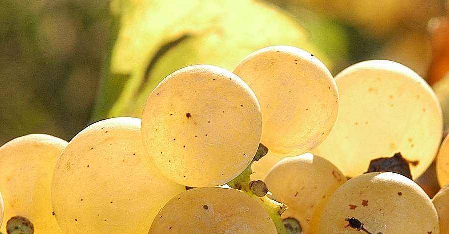 raisins